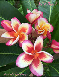Pin On Plumeria