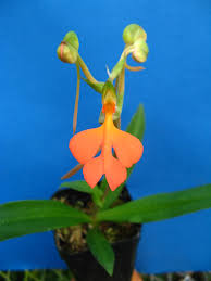 Image result for Habenaria laurentii