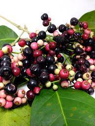 Maybe you would like to learn more about one of these? Black Java Plum Tree Syzygium Cumini Urban Tropicals