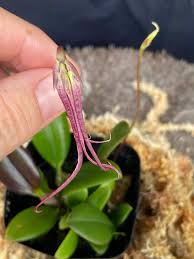 Image result for Bulbophyllum humblotii