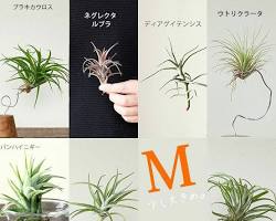 エアプランツの画像