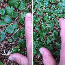 Dollar weed on left, edible pony's foot on right. Foraging Texas Pony S Foot