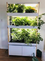 Rise Gardens Can Really Grow Things Indoor Vegetable Gardening Indoor Garden Rooms Herbs Indoors