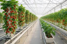 Complete Guide to Hydroponic Fruits — 2026