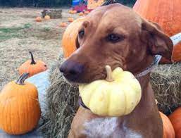 How To Firm Up Dog Stools With Pumpkin Lovetoknow