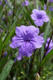 We did not find results for: Ruellia Simplex Wikipedia