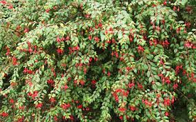 Red flowers have many different meanings, so we've created the ultimate list that detail their origin, symbolism and care instructions. Seasonal Gardening September Trees Bushes And Shrubs