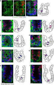 Scientists have divided the process into 5 phases, each characterized by important events, but these divisions are still arbitrary. Random Segregation Of Edu Label During Stem Cell Mitosis A Three Download Scientific Diagram