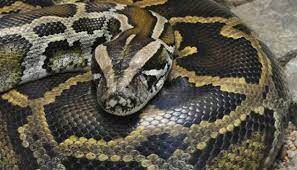 Maybe you would like to learn more about one of these? Arti Mimpi Dililit Ular Piton Akan Dapat Banyak Peluang Primbon88