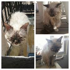 Grand Nettoyage De Printemps Bibou N Est Pas Content Du Touuuuut Sacre De Birmanie Nettoyage De Printemps Birmanie