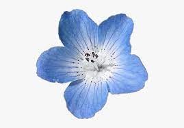 This image appears in searches for. Light Blue Flower Png Transparent Png Transparent Png Image Pngitem
