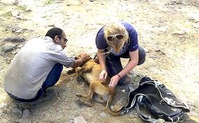 While we work on scheduling and training everyone. Be A Animal Rescue Volunteer In Dharamshala Go Helpstay Abroad