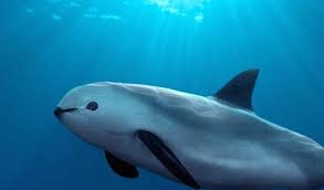 10 Magnificent Animals That Will Most Likely Go Extinct In Your Lifetime Most Endangered Animals Endangered Animals Marine Animals