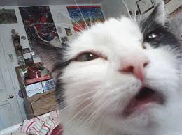 Image result for kitty face expressions