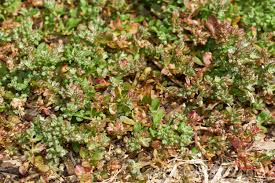 Image result for Polycarpon