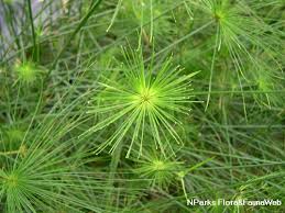 Image result for Cyperus haspan