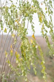 Image result for Maerua andradae