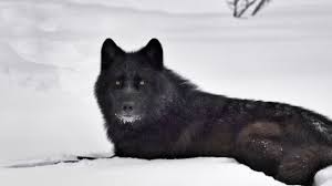 black wolf wallpapers wallpaper cave