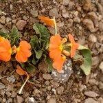 Image result for Crossandra fruticulosa