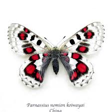 Image result for Parnassius apollo