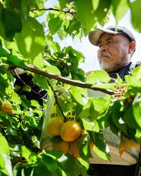 Image result for Apricot 1983 Hussmann
