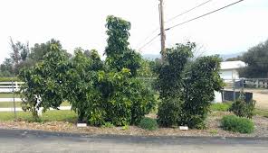 Importers netherlands from fresh avocado boxes of kg with fresh avocado variety hass cajas de kg con palta. Pruning Avocado Trees To Keep Them Small Greg Alder S Yard Posts Southern California Food Gardening