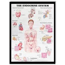 Small Chipinc 80x60cm Female Body Organ System Display