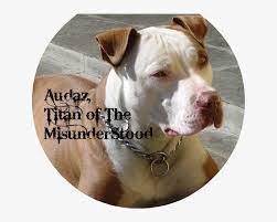We did not find results for: Cachorro Pitbull 8 Tipos De Pitbull Red Nose 864x675 Png Download Pngkit