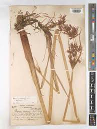 Image result for Cyperus denudatus