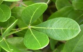 Image result for Rhoicissus tomentosa