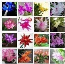 Christmas Cactus How To Grow And Care For Christmas Cactus Christmas Cactus Plant Christmas Cactus Christmas Cactus Care
