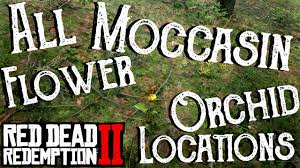 Check out our queen omega selection for the very best in unique or custom, handmade pieces did you scroll all this way to get facts about queen omega? Red Dead Redemption 2 All 20 Lady Of The Night Orchid Locations Duchesses And Other Animals Rdr2 Youtube
