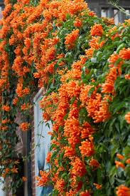Orange flowers of berberis 'darwinii compacta' 8 Best Climbing Plants In Australia Better Homes And Gardens
