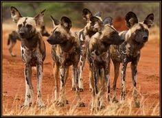 For most dog parents their dogs are unquestionably a part of the family. 56 African Wild Dogs Ideas African Wild Dog Wild Dogs Dogs