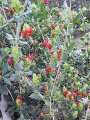 Image result for Petalidium bracteatum