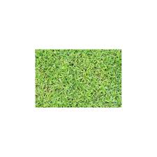 Image result for Dactyloctenium australe