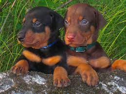 Free online seminars · trusted by 875,000 owners Researchbreeder Com Find Doberman Pinscher Puppies For Sale Genetic Testing Done