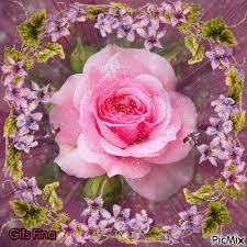 Bella Rosa. - PicMix