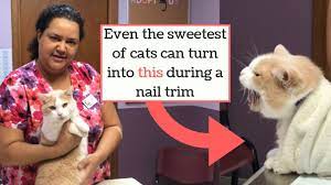 Dec 03, 2019 · trim as many claws as you can before the cat wakes up. How To Trim The Nails Of A Difficult Cat Kitty Burrito Method Youtube
