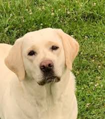 images?q=tbn:ANd9GcTRW-W1_L_LbMzMi_nAANu