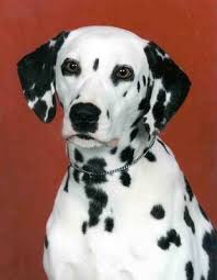 Dalmatian About Dalmatians Dalmatian Dogs Dog Breeds Dalmatian