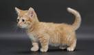 Available Munchkin Kittens For Sale & Cats For Adoption