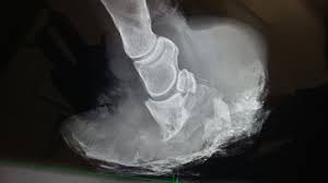 But in that short time, you will learn how to use the very common english expression how. Rvc Equine Laminitis Facts And Research