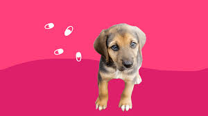 While online prescription meds are lots cheaper, you have little or no control over the quality of the drugs you are getting. The Top 10 Discount Pet Medications On Singlecare