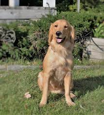 Learn more about augie here. Golden Retriever Info Temperament Life Expectancy Puppies Pictures