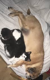 Chien nounou avec ses chatons xxx : raww