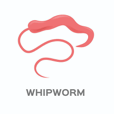 Image result for Whipworm