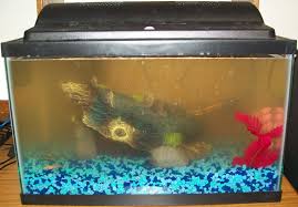 See more ideas about betta, betta aquarium, betta fish. Dirty Tank Let S Clean It Up 10 Steps Instructables