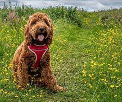 Other than size, count on the cockapoo being the more energetic of the two. Top 5 Best Dog Harness For Cockapoo Reviewed From Best Budget To Premium Oodle Life