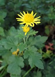 Image result for Chrysanthellum indicum